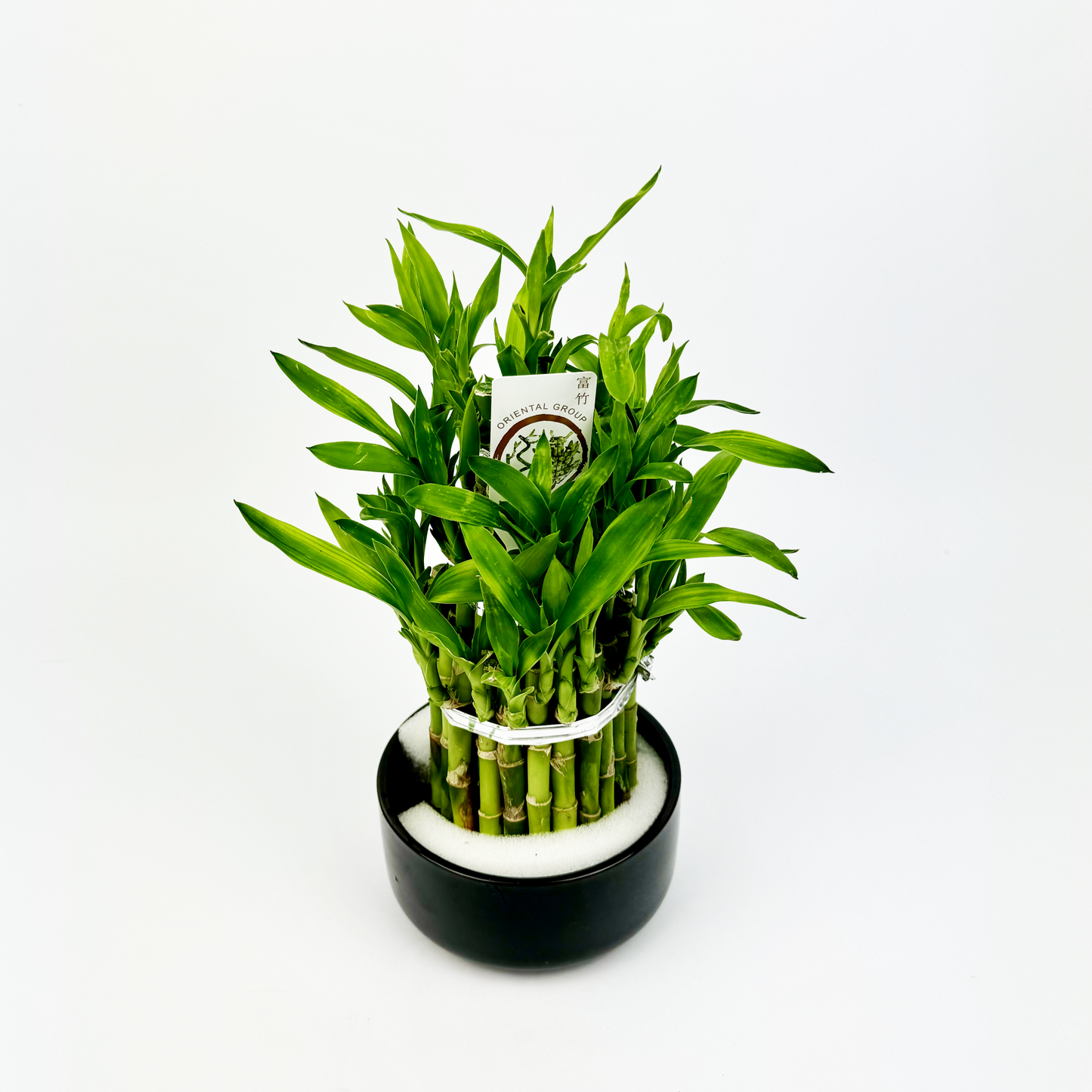 Lucky Bamboo Indoor Houseplant