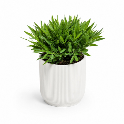 Bamusa Monica 12cm Houseplant