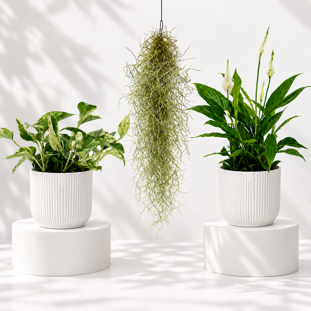 Bathroom Plant Bundle with marble queen pothos, Spanish moss and peace lily