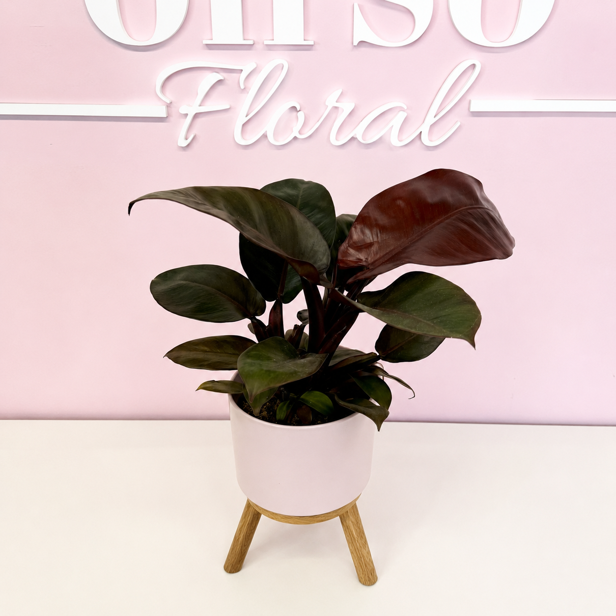 The Plant Parent Bundle - HUGE Savings on bundles