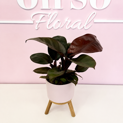 The Plant Parent Bundle - HUGE Savings on bundles