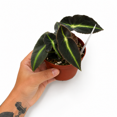 Begonia Listada + Pot