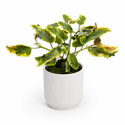 Begonia Dainty Spray Spot Variegated 8cm Houseplant