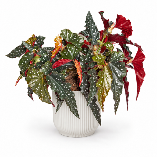Begonia maculata Black Forest; decorative pot not included