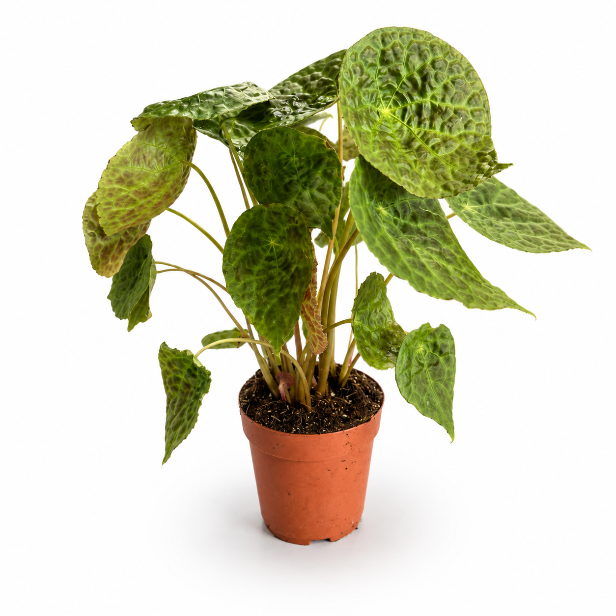 Begonia Phuthoensis 14cm Houseplant
