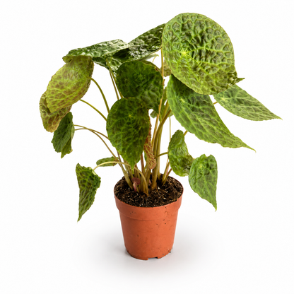 Begonia Phuthoensis 14cm Houseplant
