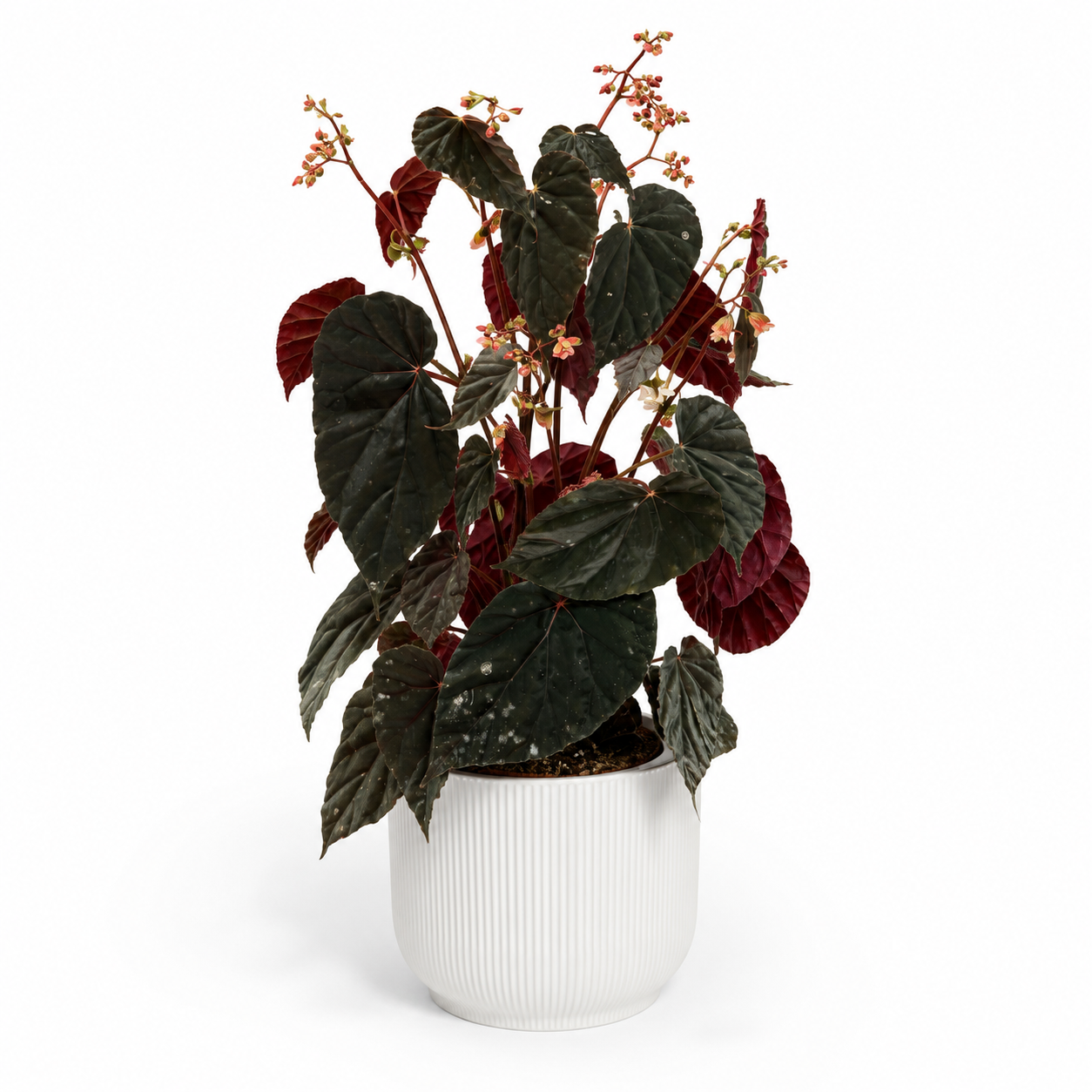 Begonia Black Bloodie 14cm Houseplant