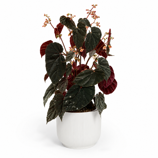 Begonia Black Bloodie 14cm Houseplant