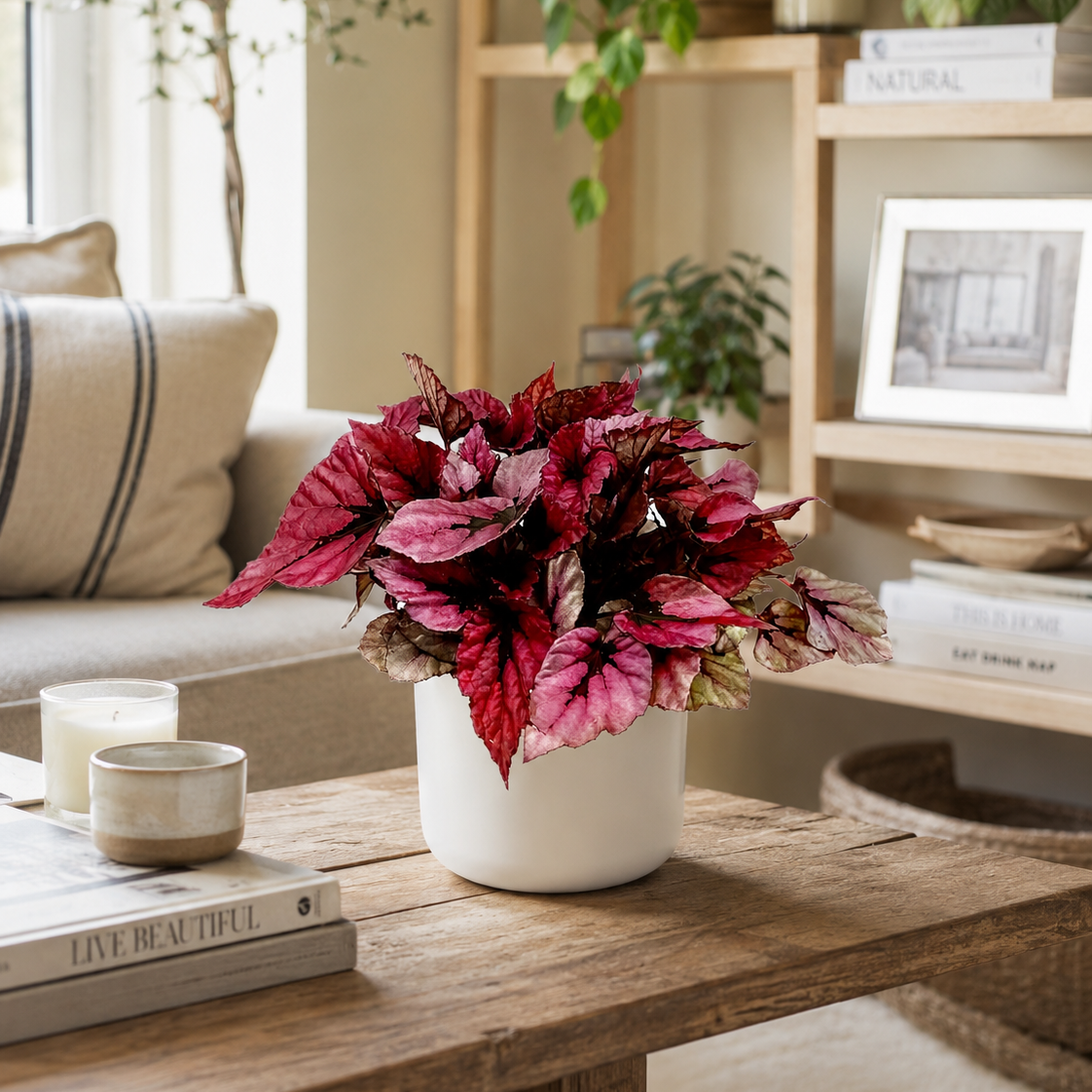 Begonia Beleaf Indian Summer Indoor Houseplant