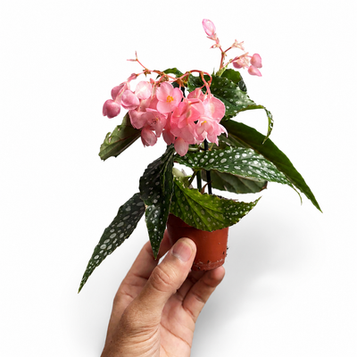 Begonia Wings + Pot
