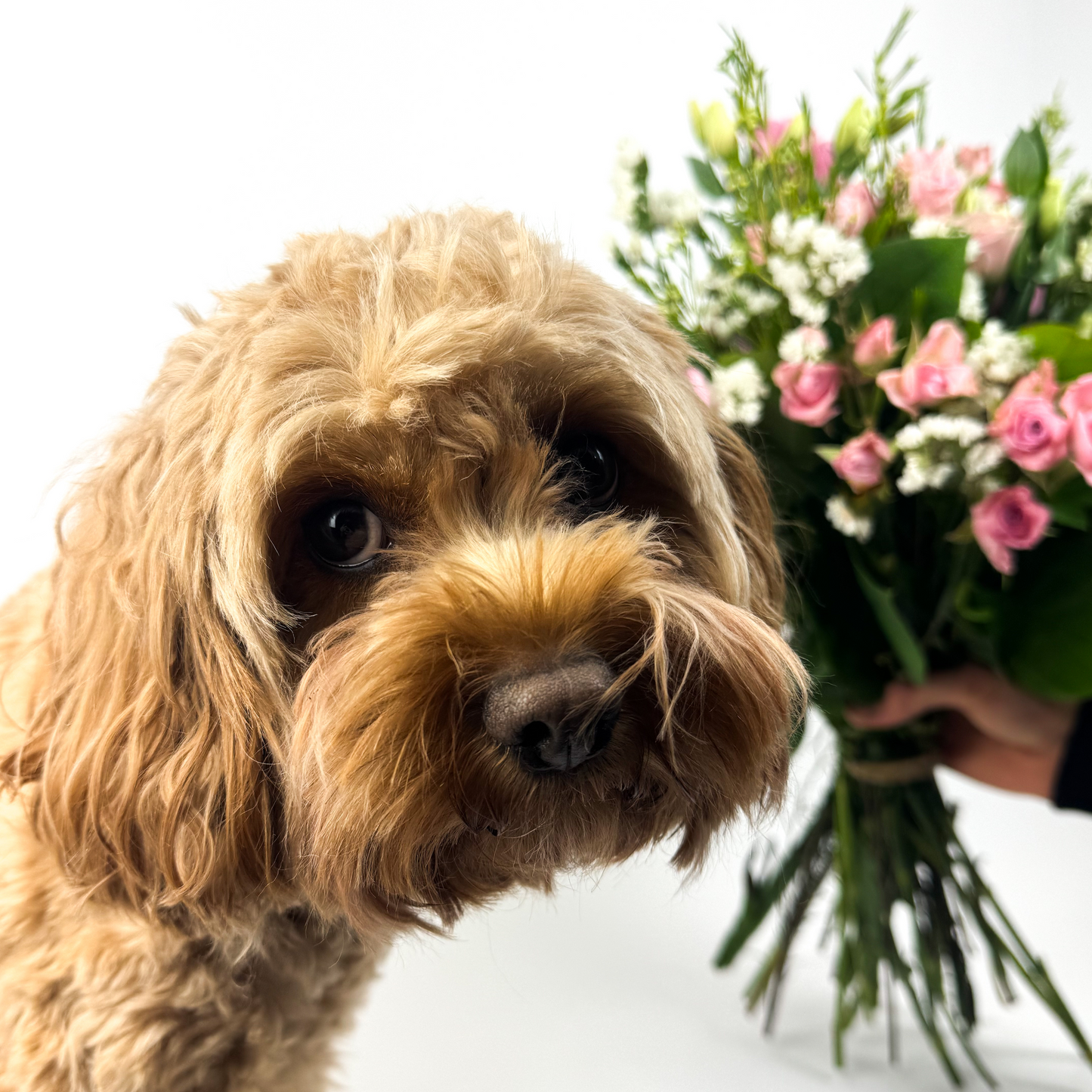 Blush & Pure Flower Bouquet