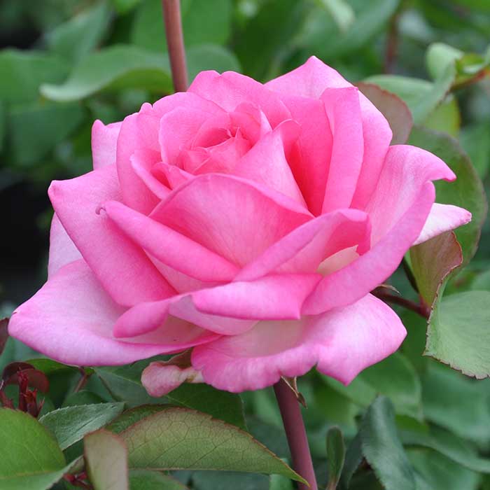 Rose 'Parfum de Nature' Scented Outdoor Rose Bush
