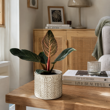 Philodendron Pink Bikini 10.5cm Houseplant