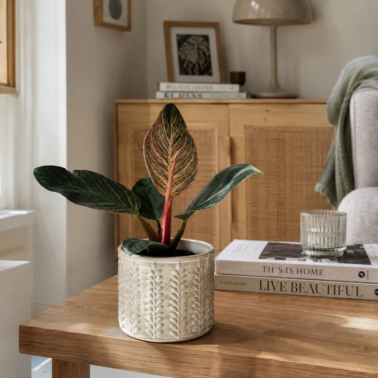 Philodendron Pink Bikini 10.5cm Houseplant