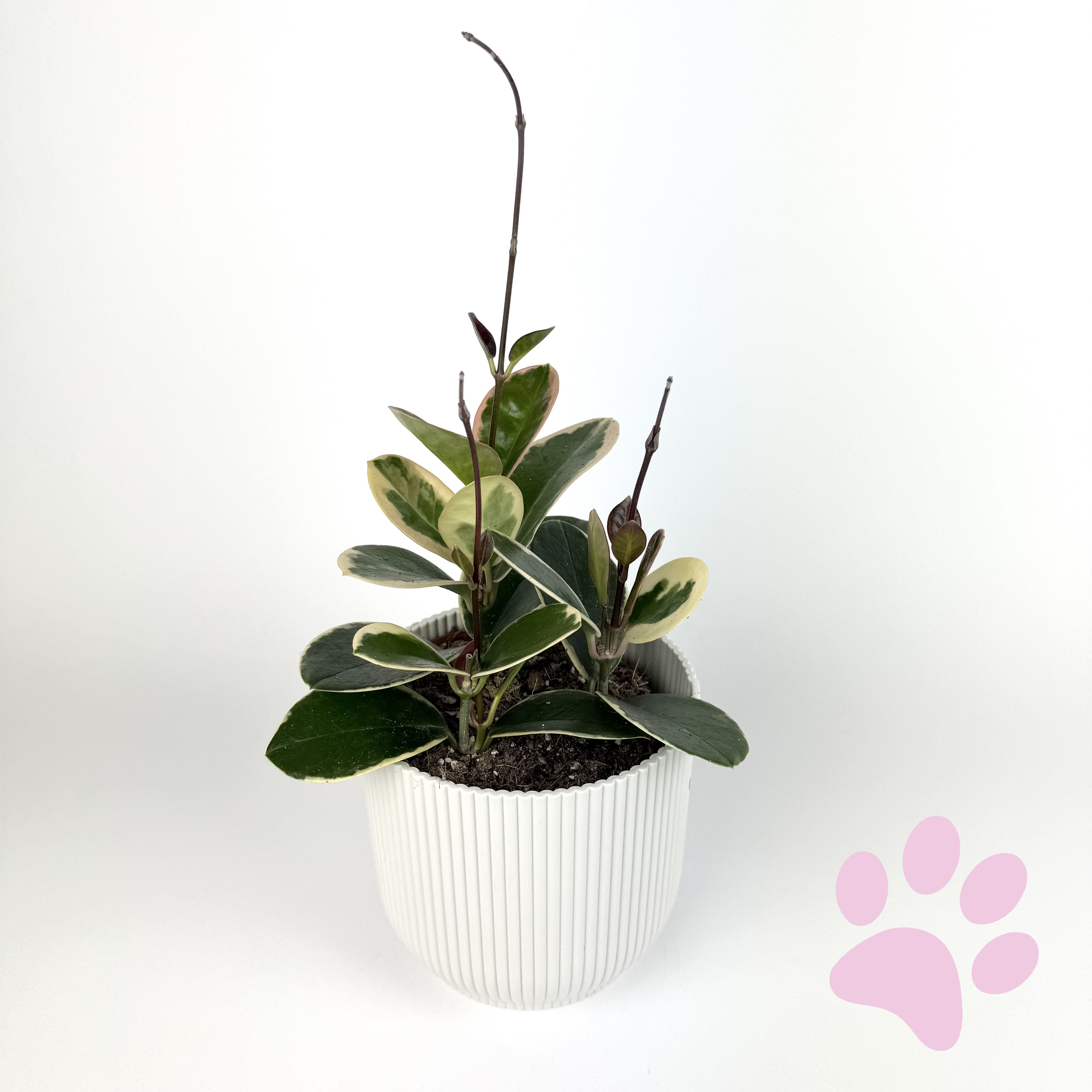 Hoya Australis Blondie 12cm Houseplant