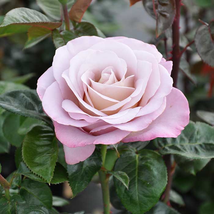 Rose 'Parfum de Nature' Scented Outdoor Rose Bush