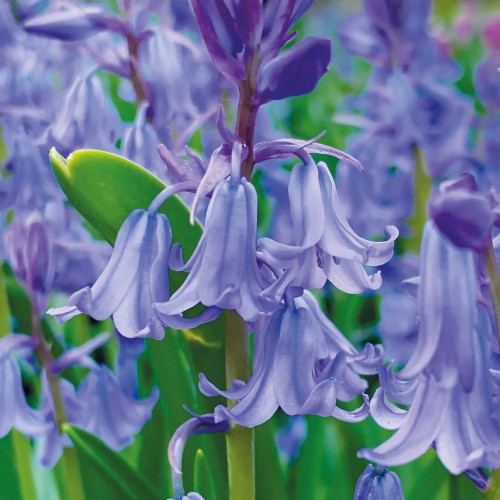 Garden Spring Flowering Bulbs