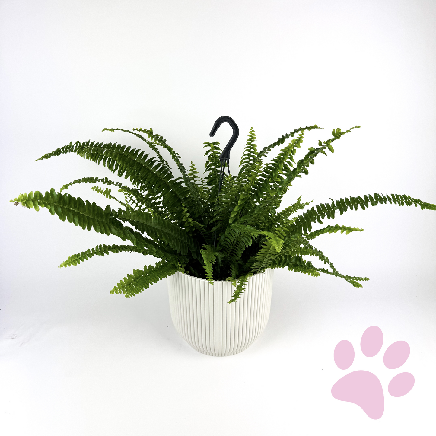 Boston fern Hanging Houseplant