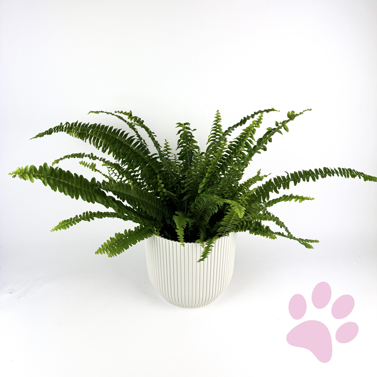 Boston fern Hanging Houseplant