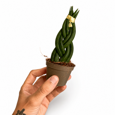 Snake Braided + Pot