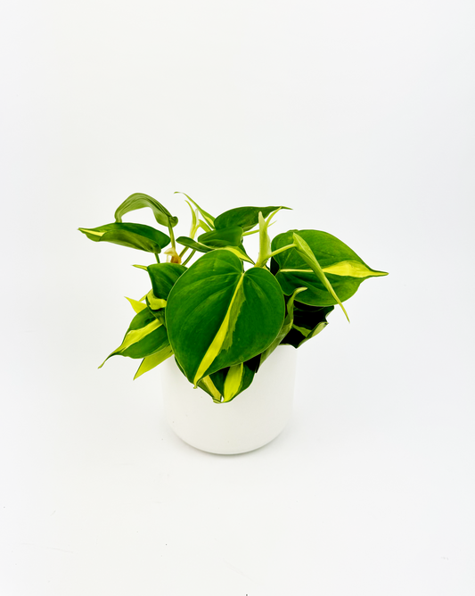 Philodendron Brazil Indoor Houseplants