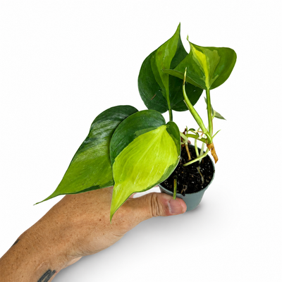 Philodendron Brazil + Pot