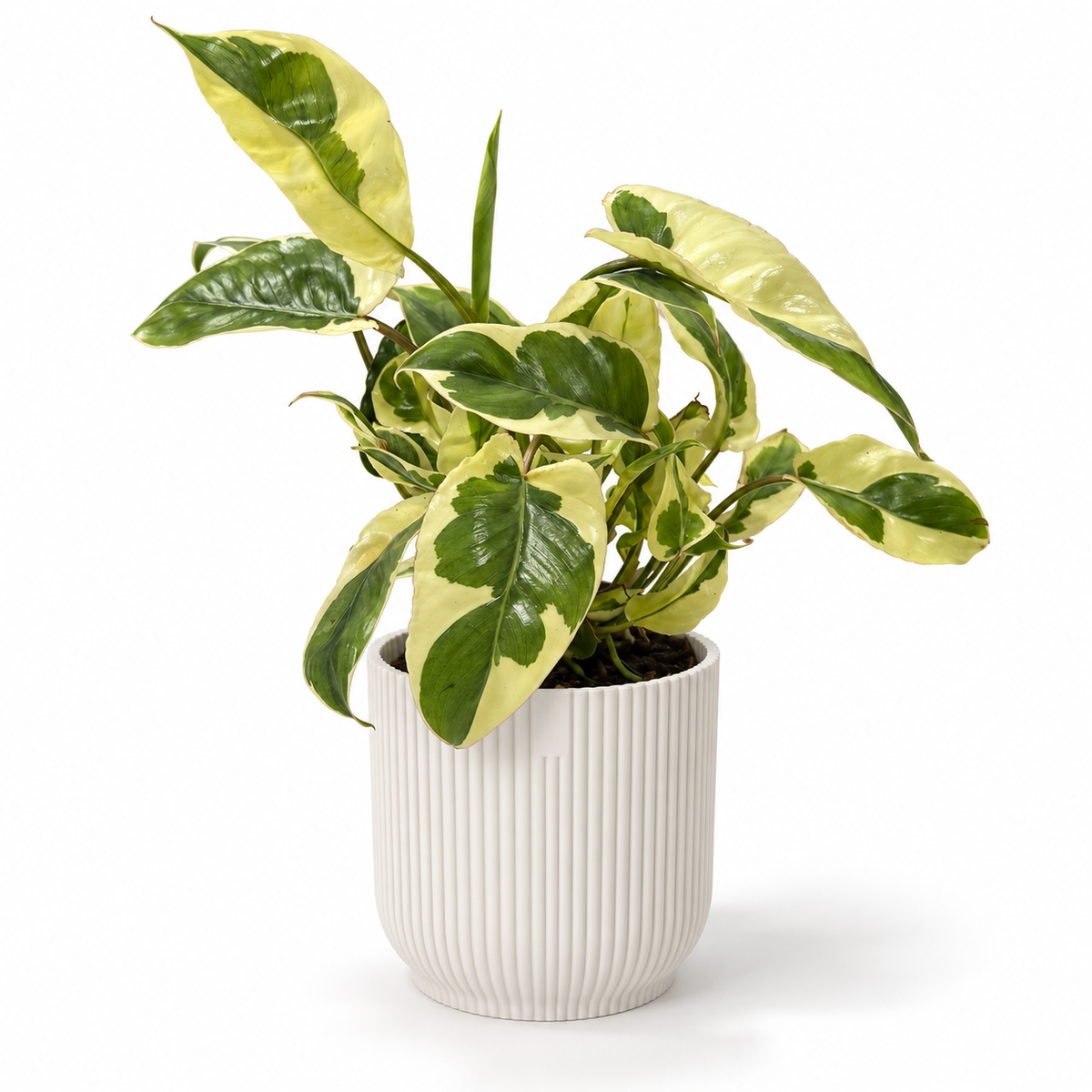 Philodendron Burle Marx White Lava 7cm Houseplant