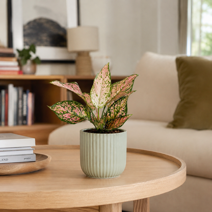 Aglaonema Pink Dolphin 12cm Houseplant