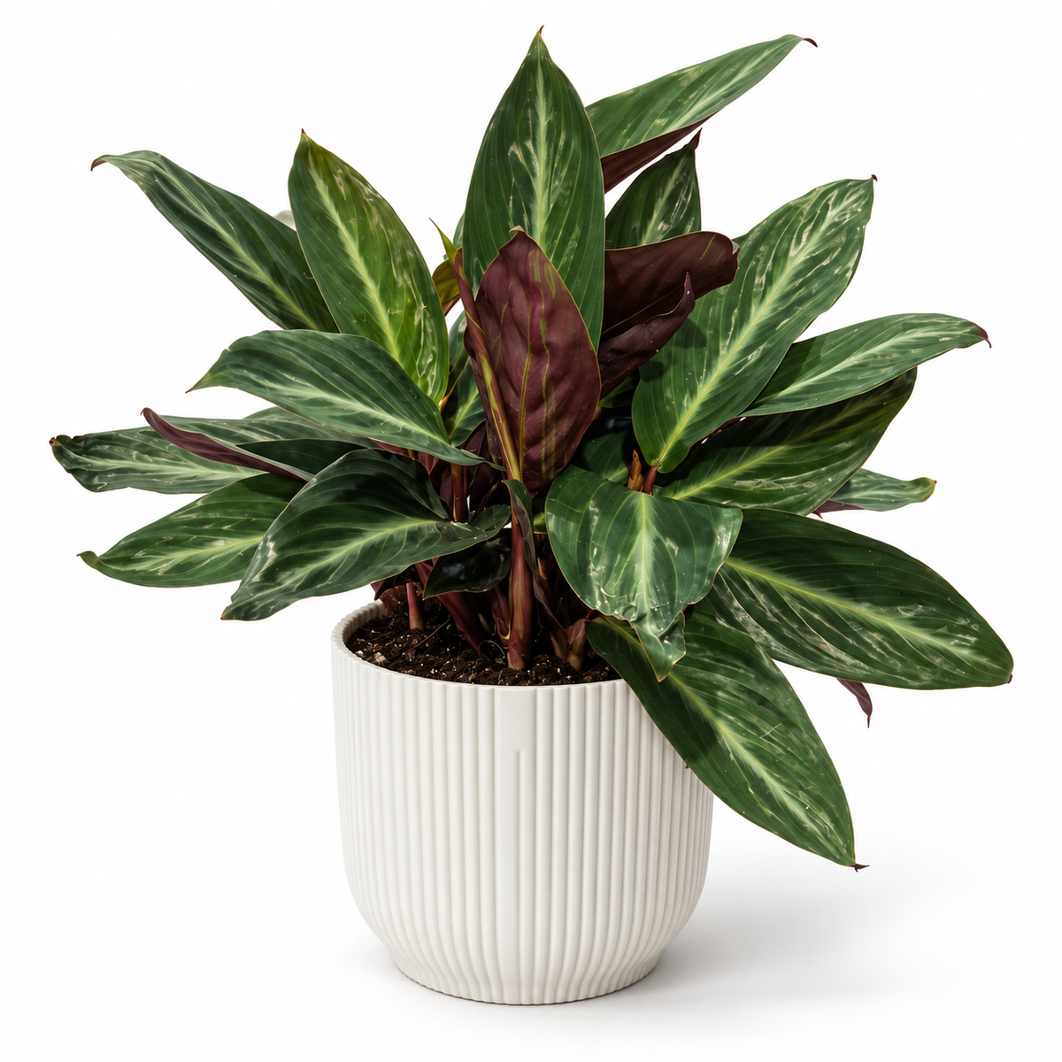 Calathea Magicstar 12cm in a white ribbed decorative pot on a white studio background