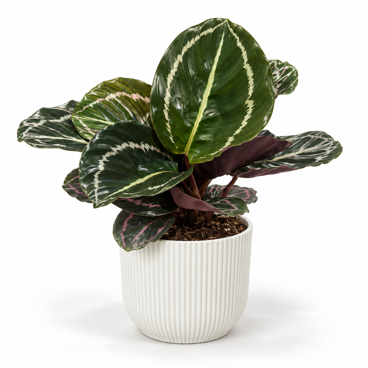 Calathea Princess Jesse on a white studio background