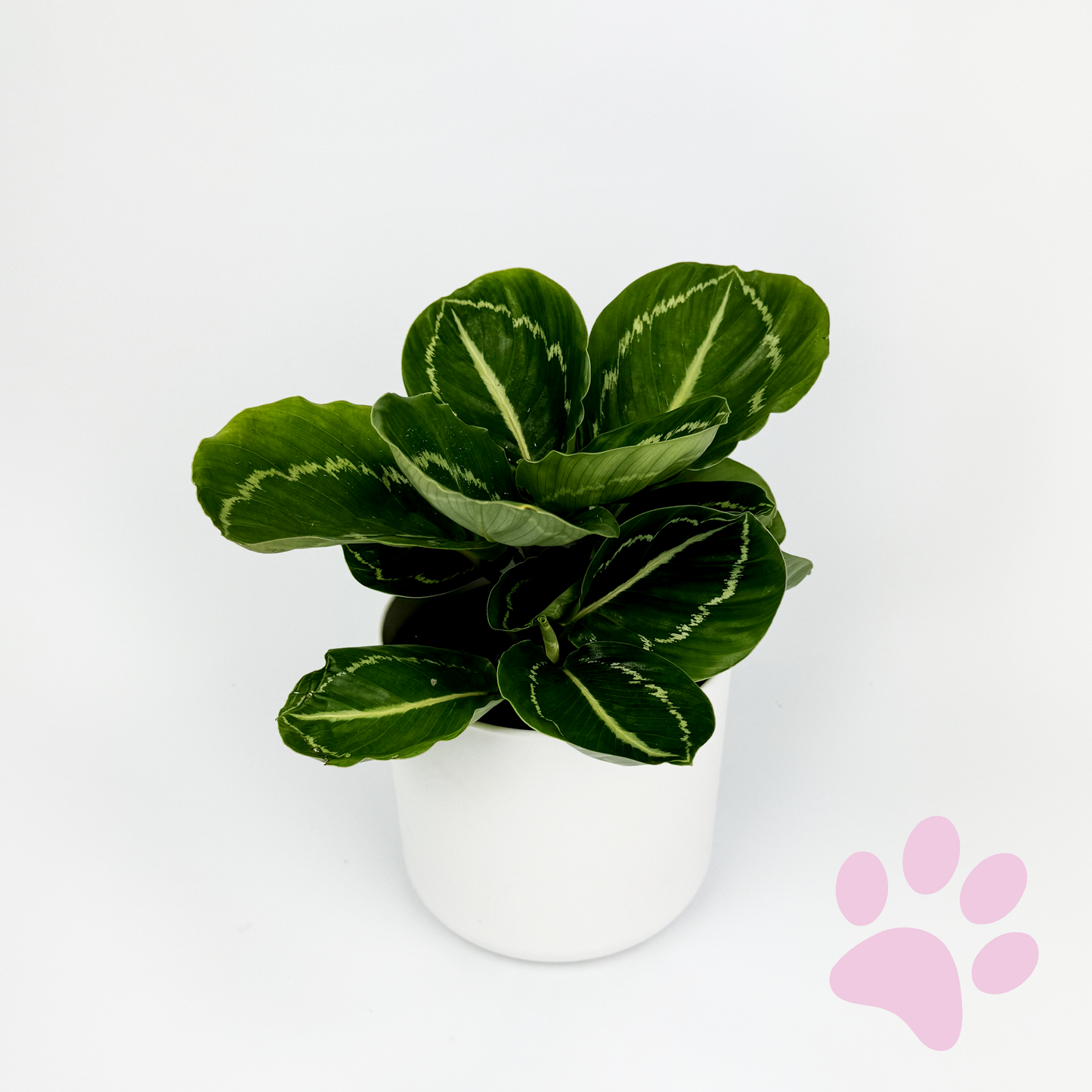 Calathea Apple bee Indoor Houseplant