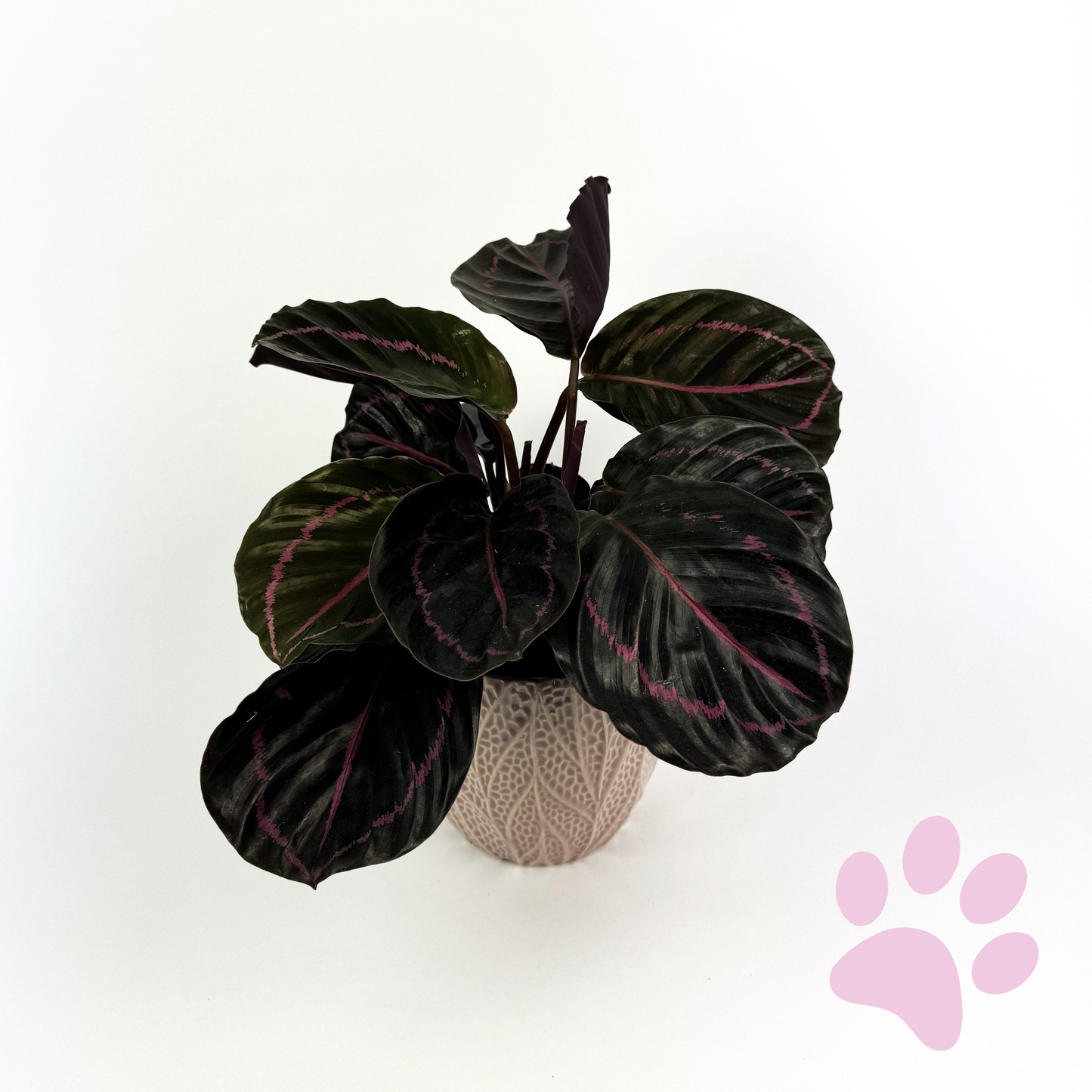 Calathea Dottie With Ceramic Houseplant