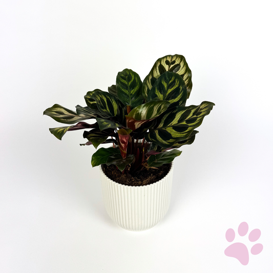 Calathea Makoyana Houseplant