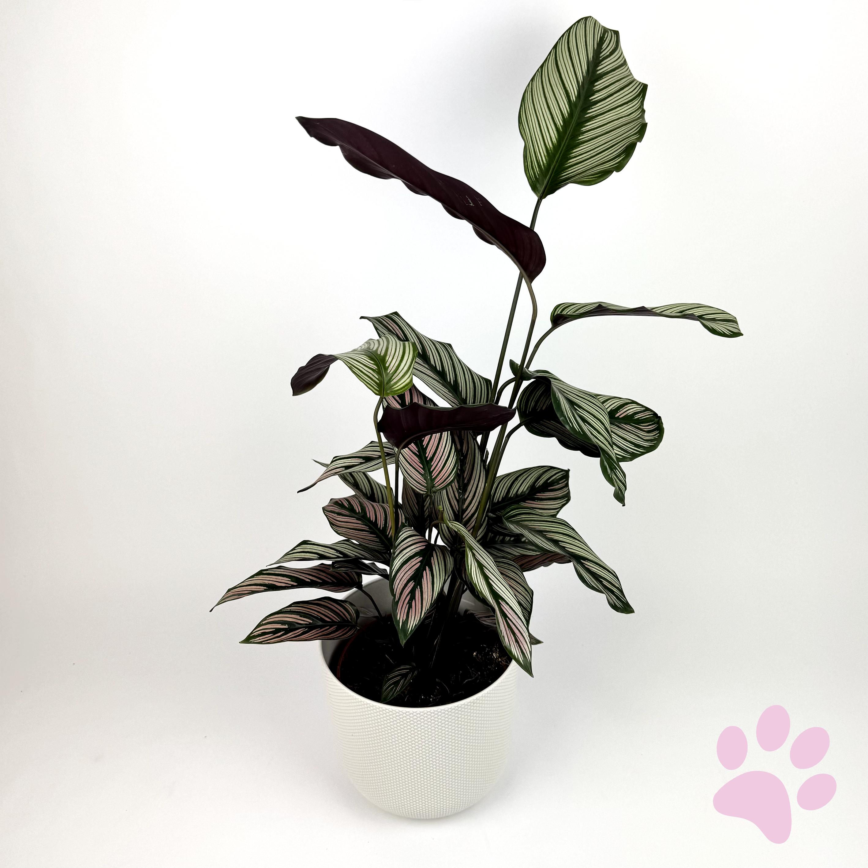 Calathea Majestica 14cm Houseplant