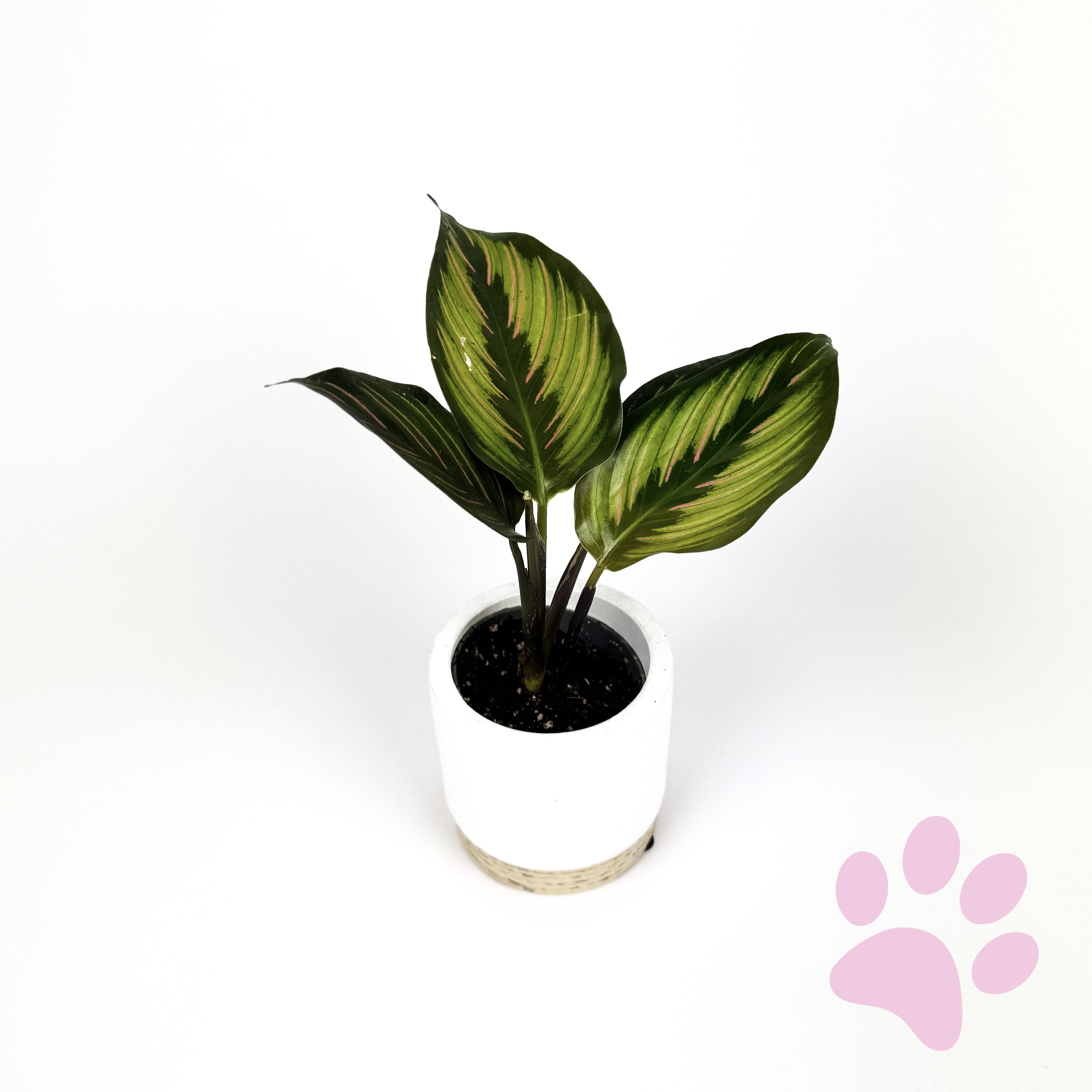 Mini Calathea Beauty Star Houseplant