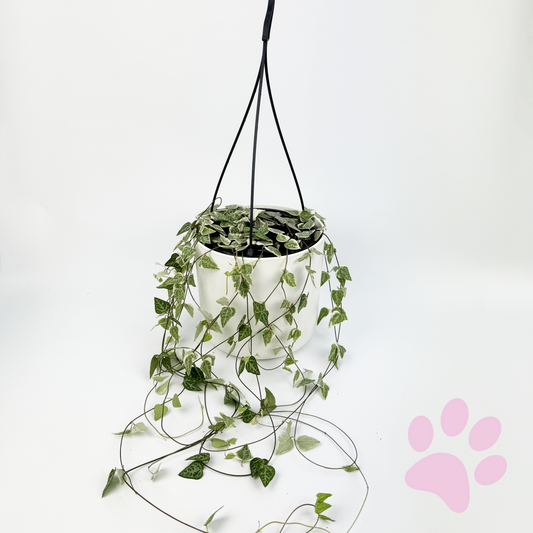 Ceropegia Lin Merel Houseplant