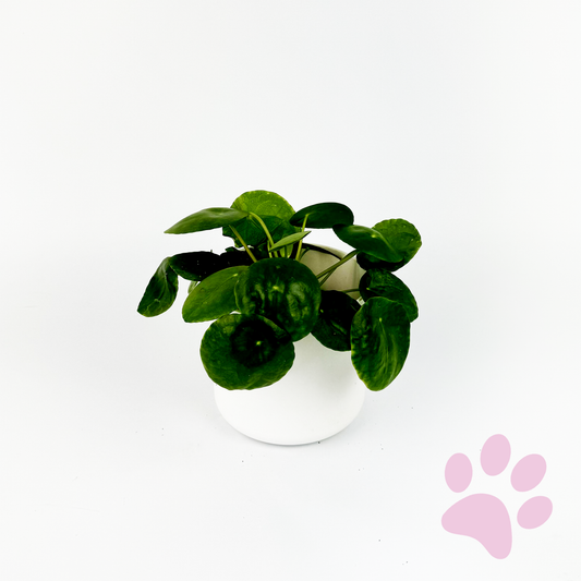 Chinese Money Plant Indoor Houseplant