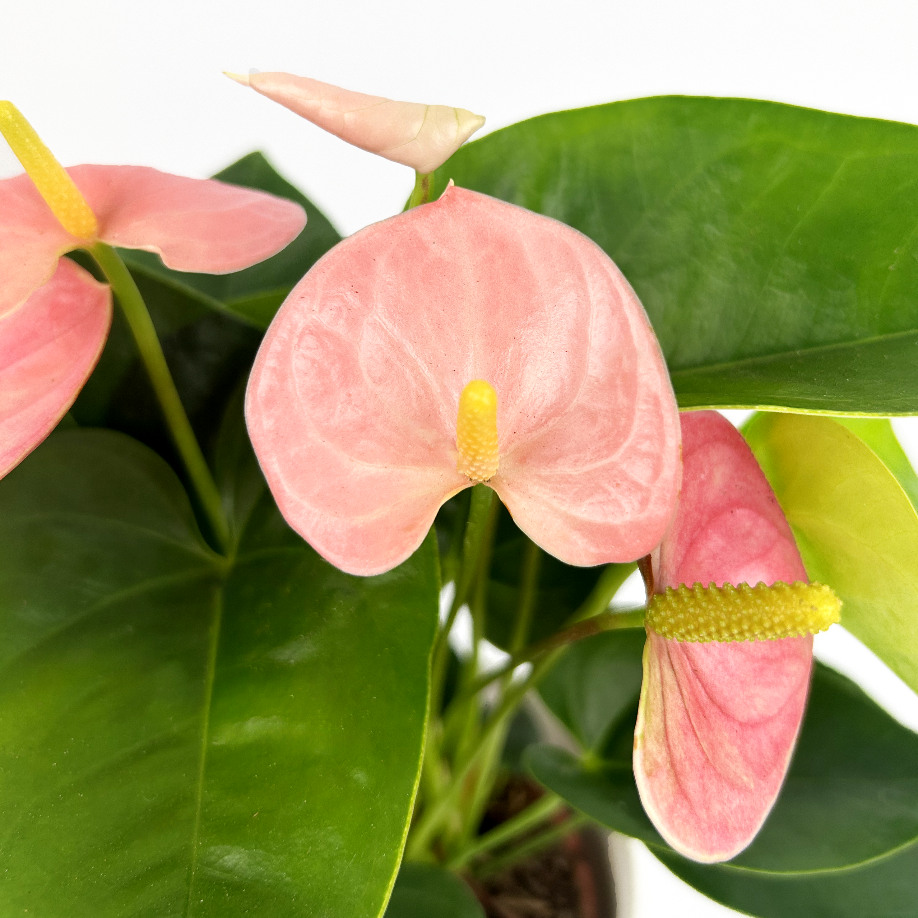 Pink Anthurium Plant Indoor Houseplant