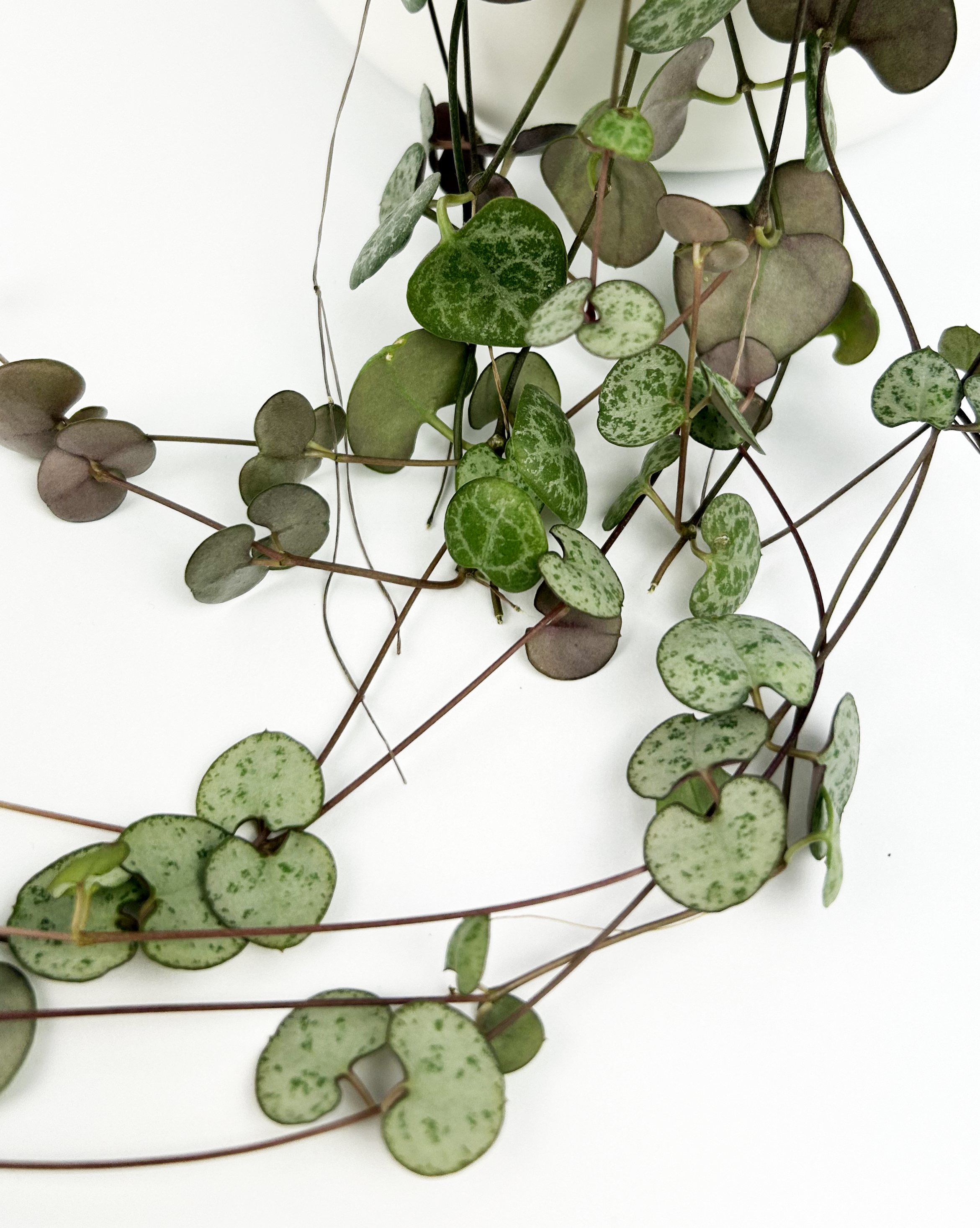 String Of Hearts Indoor Houseplant