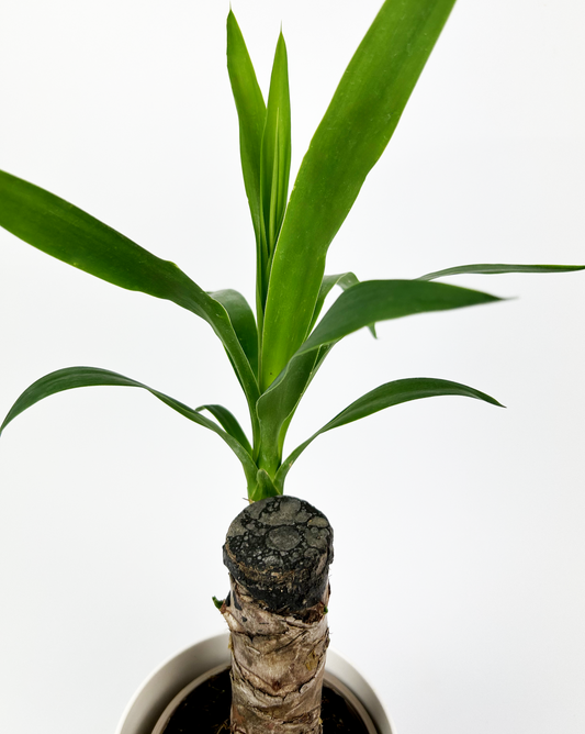 Yucca 1 Stem Indoor Houseplant