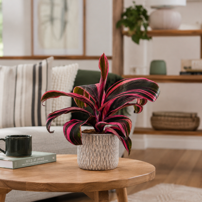 Cordyline Strawberry Queen 12cm Houseplant
