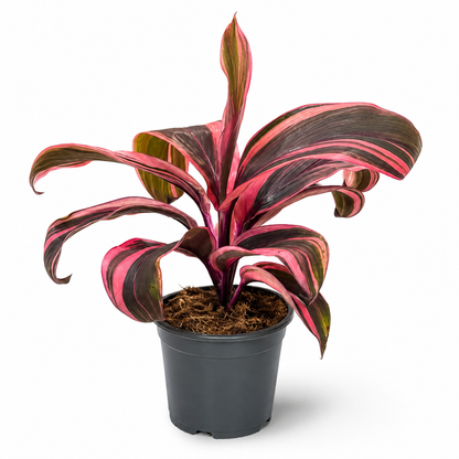Cordyline Strawberry Queen 12cm Houseplant