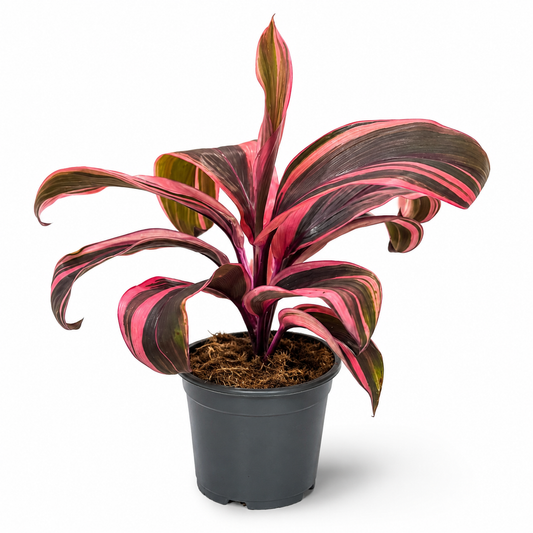 Cordyline Strawberry Queen 12cm Houseplant