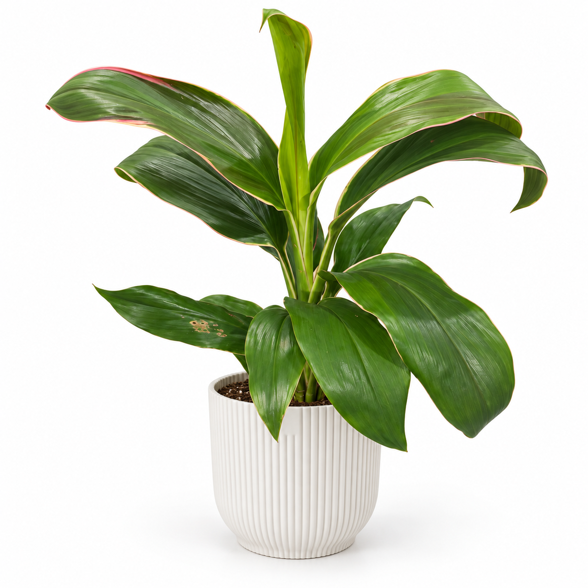 Cordyline Marshmallow Queen on a white studio background