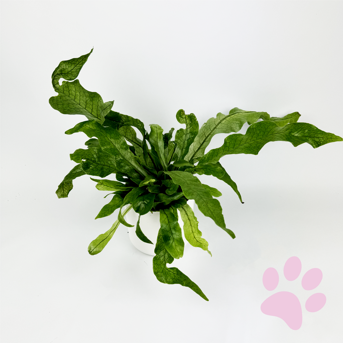 Crocodile Fern Indoor Houseplant