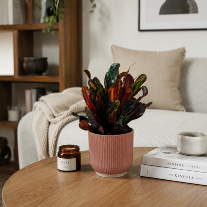 Croton Mammi Tuff Houseplant