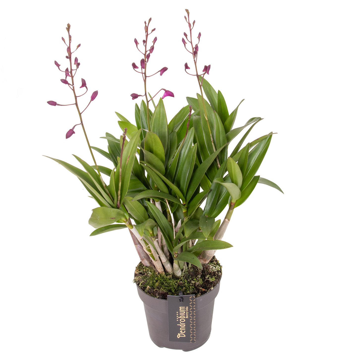 Dendrobium Berry Oda Houseplant