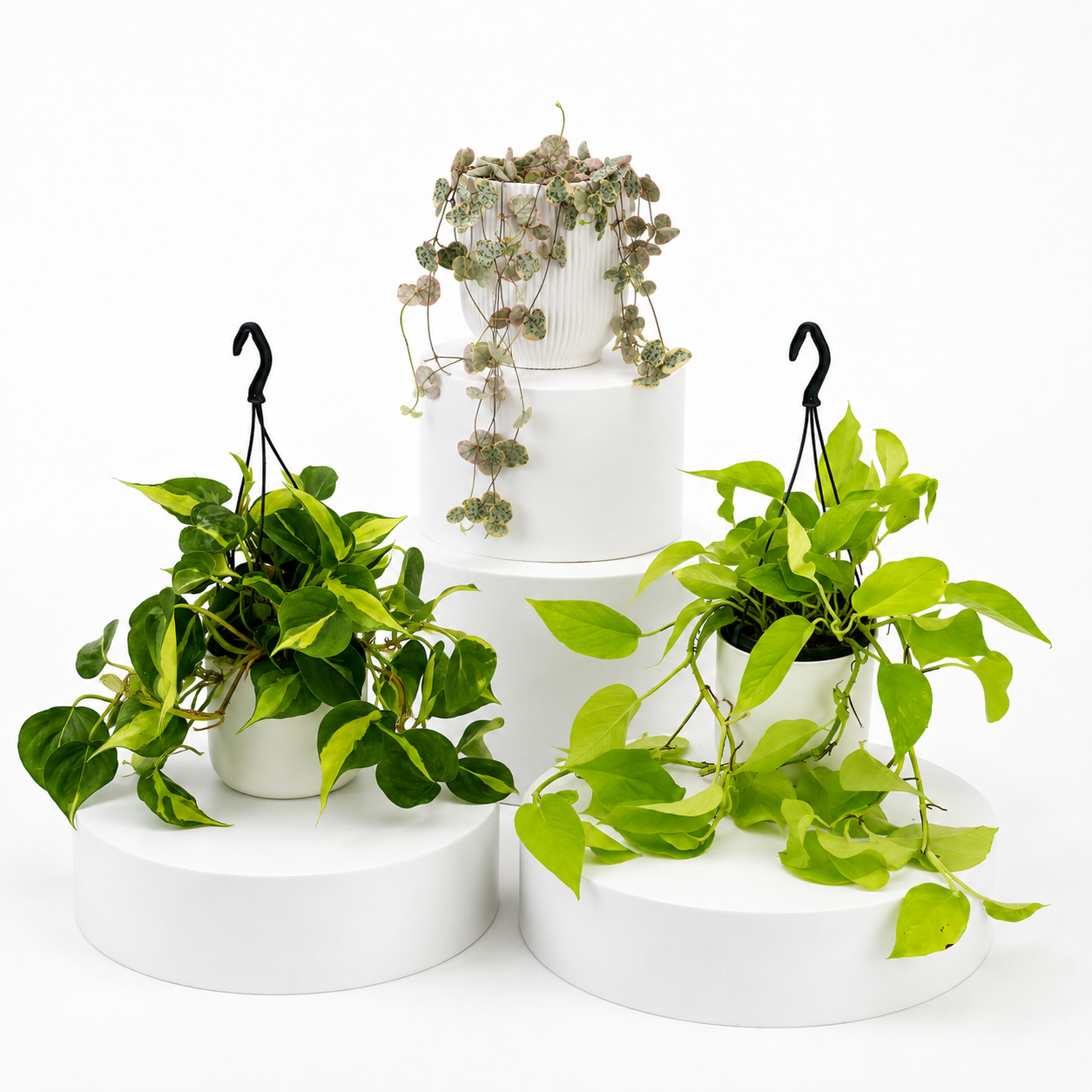 Hanging Plant Bundle