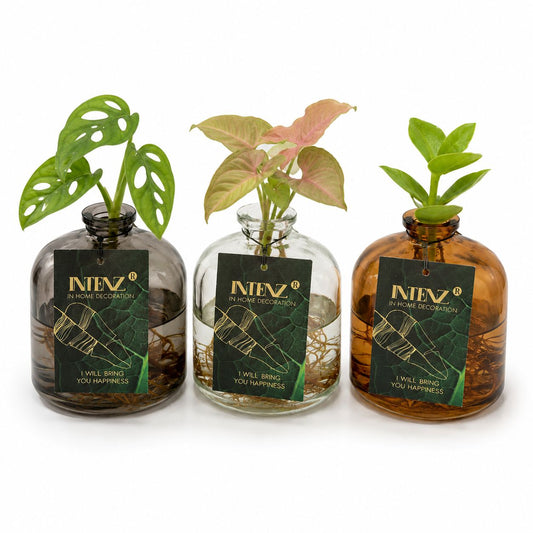 7cm Glass Hydroponic Houseplant