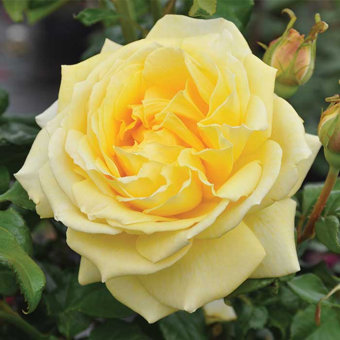 Rose 'Parfum de Nature' Scented Outdoor Rose Bush